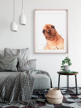 artbrush Aussie animal portrait series 'Sea Lion' print