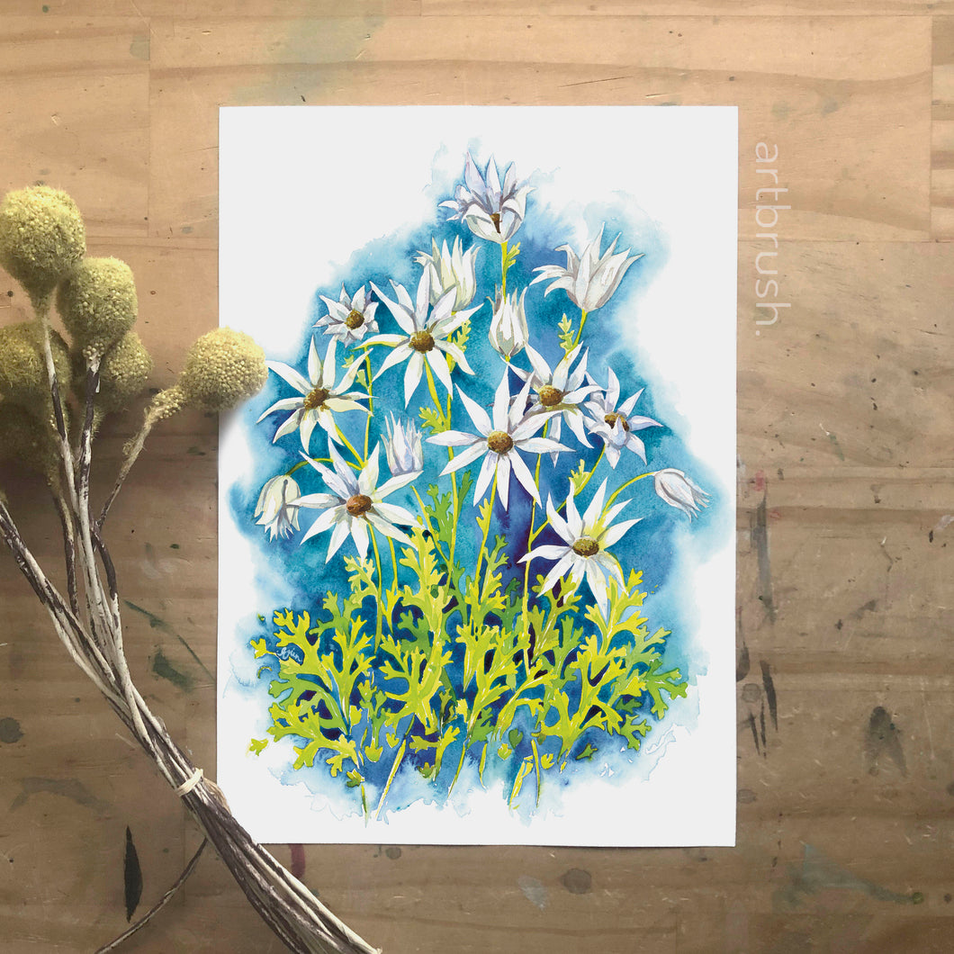 artbrush Australian Blooms Series 'Flannel Flower' print - A3