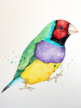artbrush 'Gouldian Finch' ORIGINAL (Part of the Australian Birds Series)