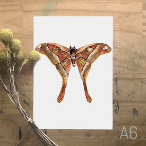 artbrush MINI PRINT 'hercules moth' A6 print