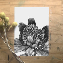 artbrush 'Black & White Botanical 2 Waratah' print