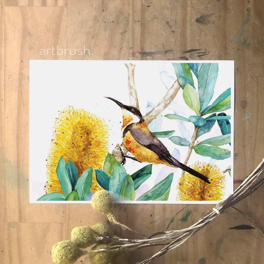 artbrush 'Spinebill & Banksia' print